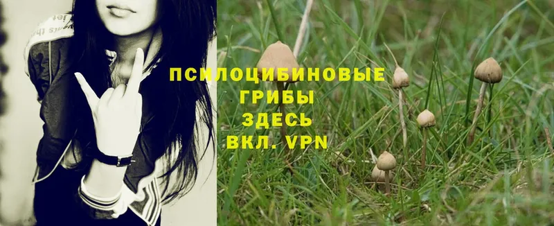 цена   Когалым  Псилоцибиновые грибы Magic Shrooms 